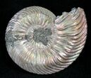 Quenstedticeras Ammonite - Pyritized & Iridescent #28043-1